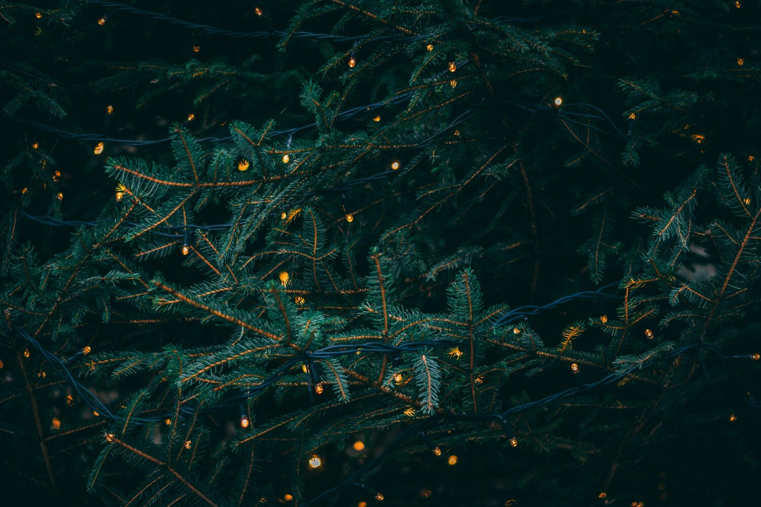Vertrouwen voor onder de kerstboom